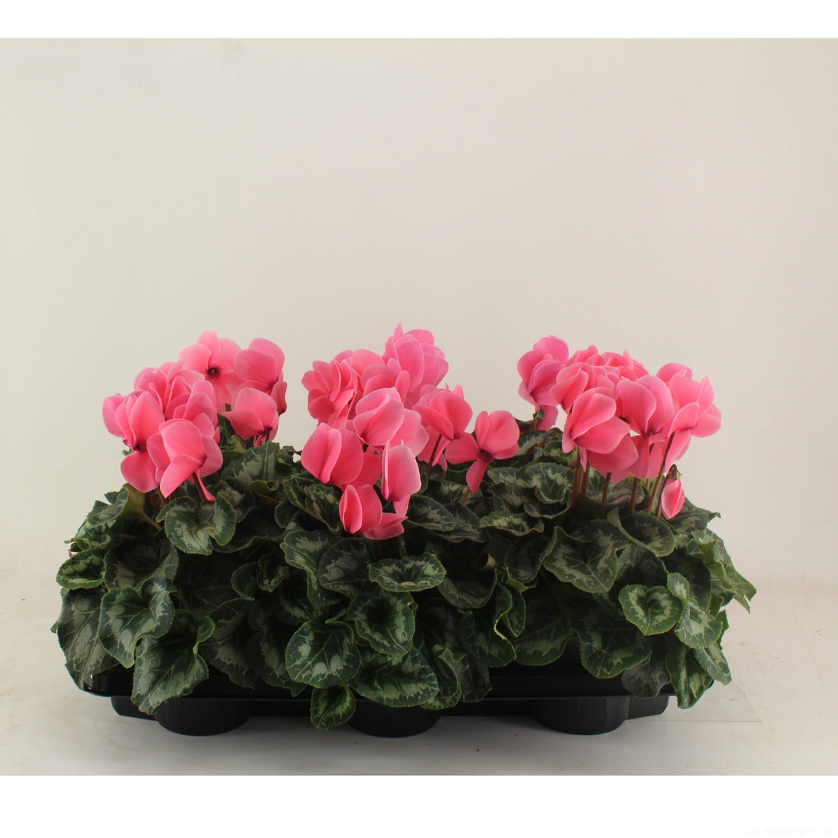 Cyclamen Halios 27cm 13cm Pot