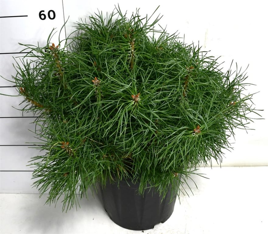 Bloemenkampen BV, Hkw. de Pinus syl. Blue Pearl Pack of 1