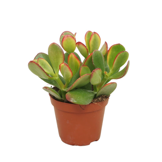 Crassula Sunset 10cm Special Pot (508)