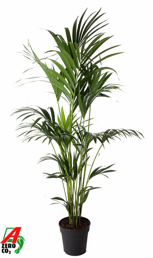 Howea forsteriana 140cm 27cm Pot
