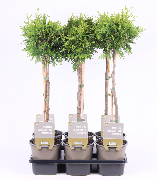 Thuja occidentalis Brabant 65cm 15cm Pot