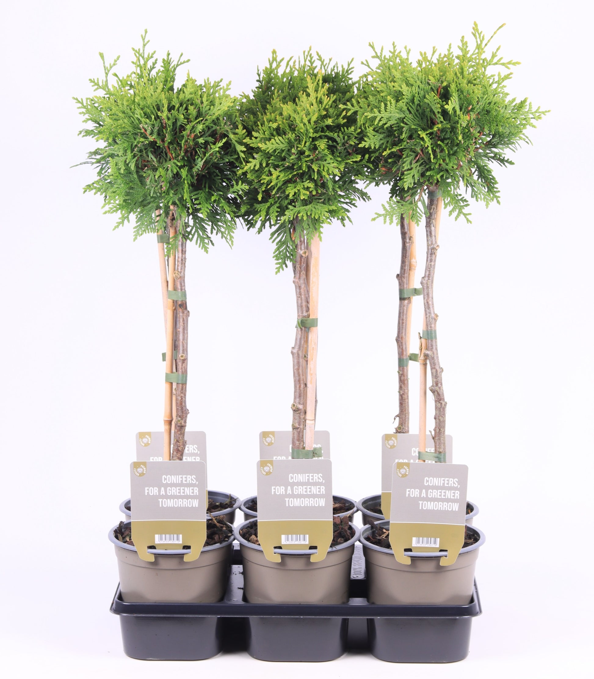 Thuja occidentalis Brabant 65cm 15cm Pot