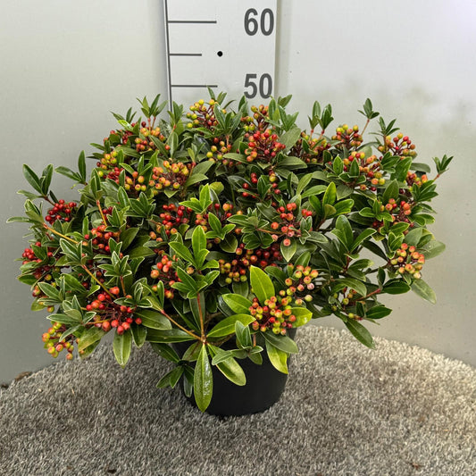 Skimmia japonica 55cm 27cm Pot