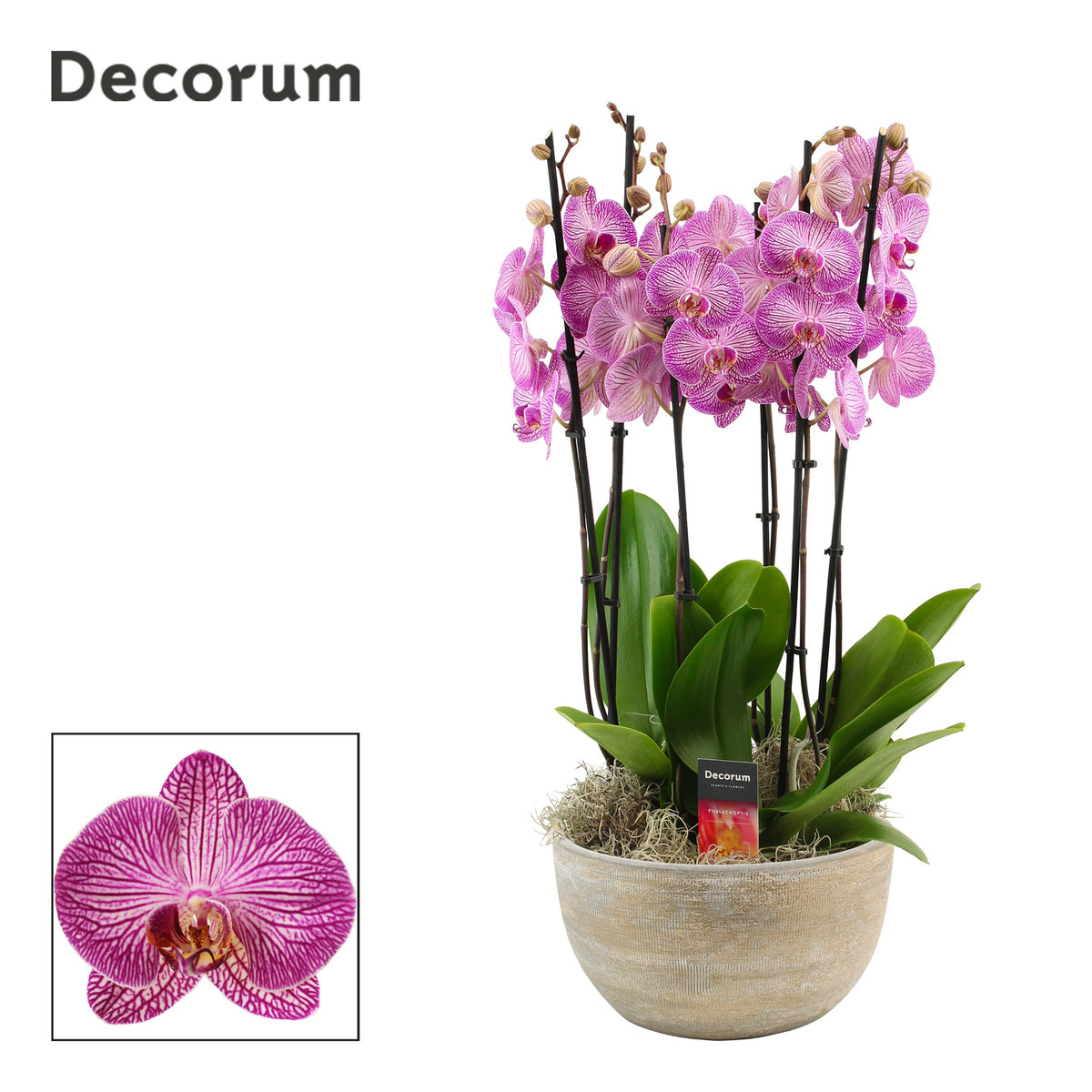 Phalaenopsis purple 65cm 27cm Pot
