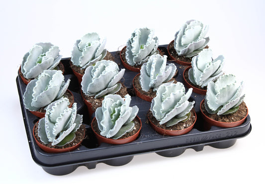 Cotyledon undulata 10cm Special Pot (508)