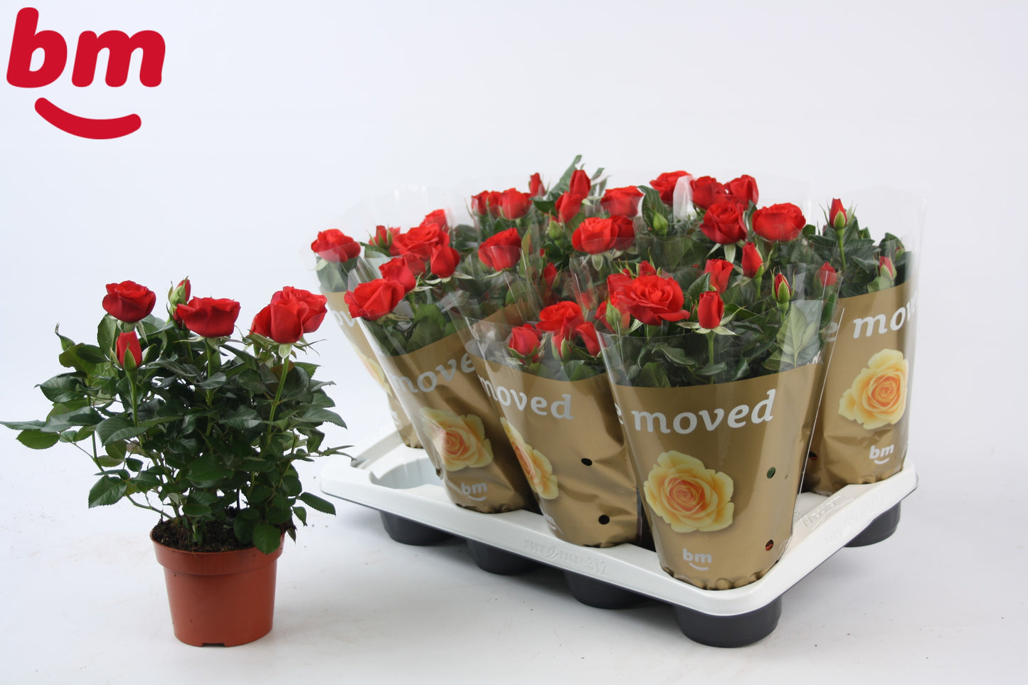 BM Roses Rosa Beau Monde red Pack of 10