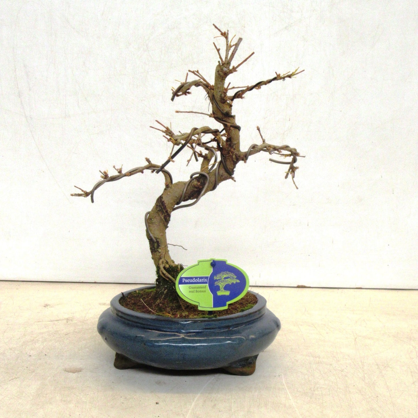 Pseudolarix amabilis 40cm 20cm Pot