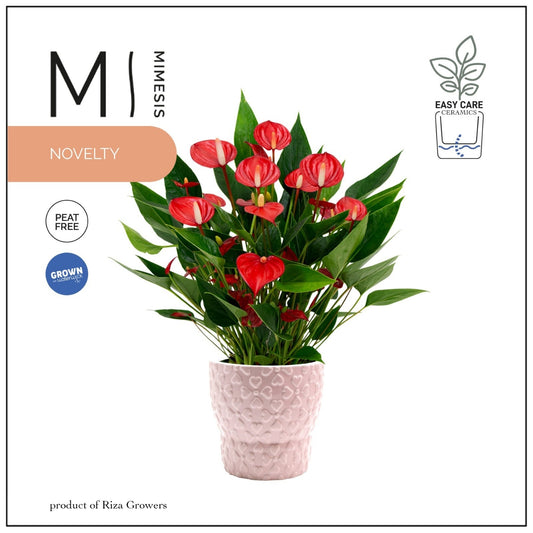 Riza Karma Plants Anthurium Million Flowers Red Pack of 5