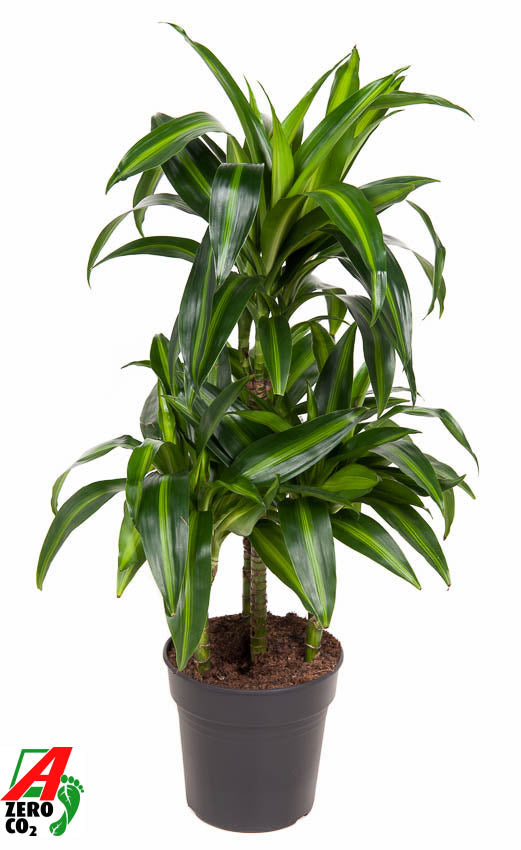 Dracaena fragrans Hawaiian Sunshine 90cm 21cm Pot
