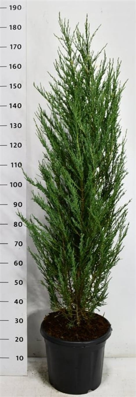 Juniperus Blue Arrow 180cm 38cm Pot