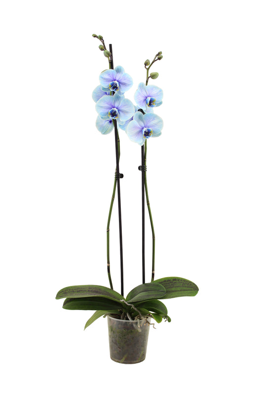 Phalaenopsis Royal blue lagoon 55cm 12cm Pot