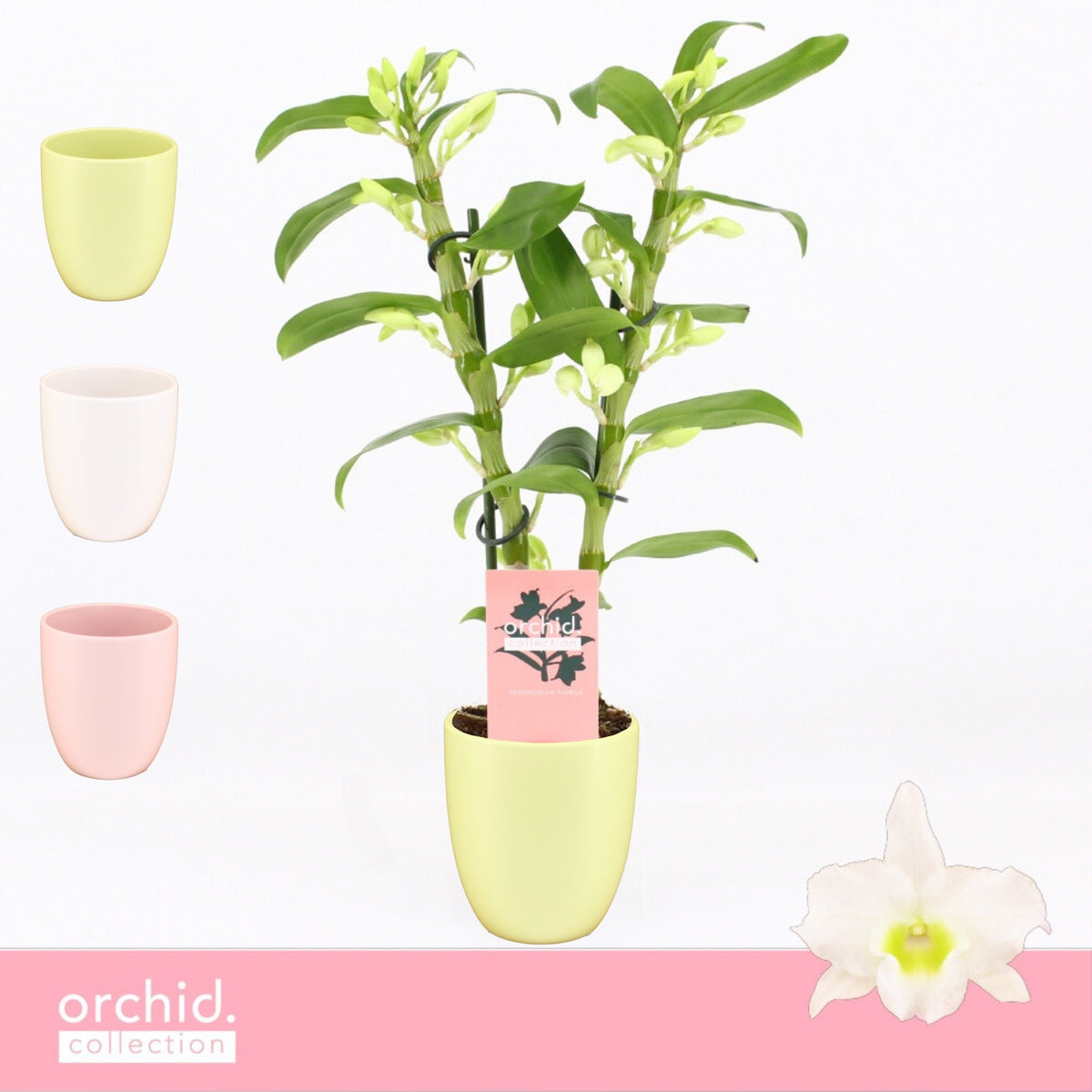 Dendrobium Apollon 40cm 12cm Pot