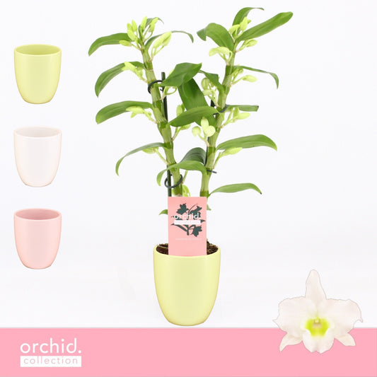 Dendrobium Apollon 40cm 12cm Pot