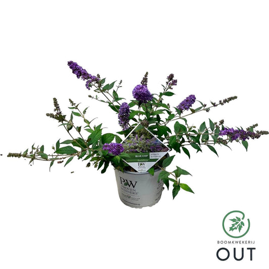 Buddleja Blue Chip 50cm 19cm Pot