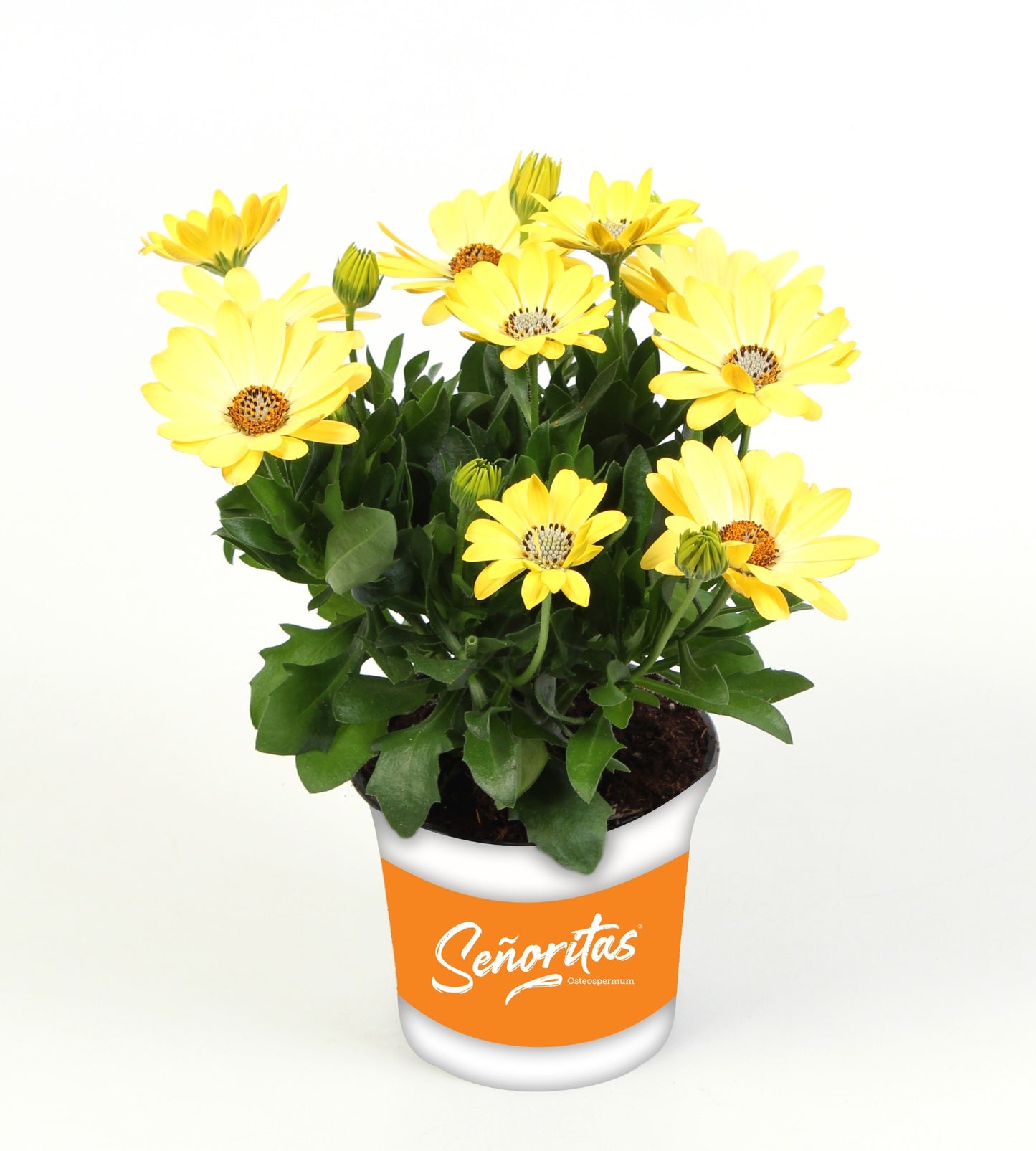 Osteospermum Senorita Nina 20cm 510cm Pot