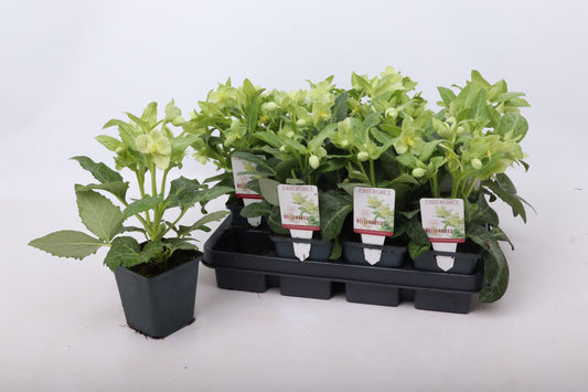 Helleborus liv. Purple Price 15cm 9cm Pot