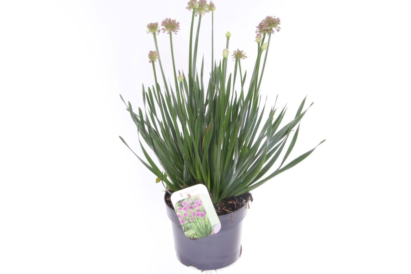 Allium schoenoprasum (chives) 55cm 17cm Pot