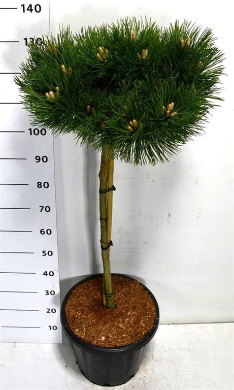 Pinus nigra 135cm 38cm Pot