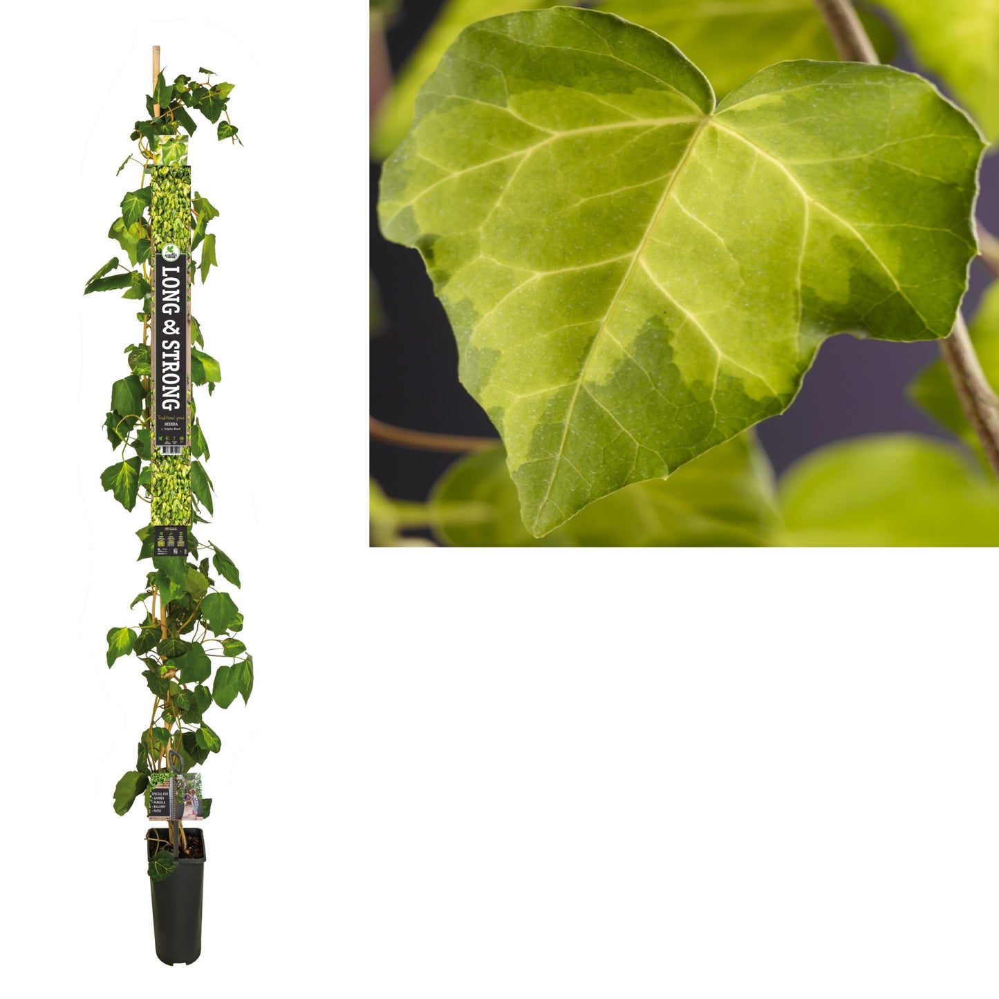 Hedera Sulphur Heart 23cm Pot