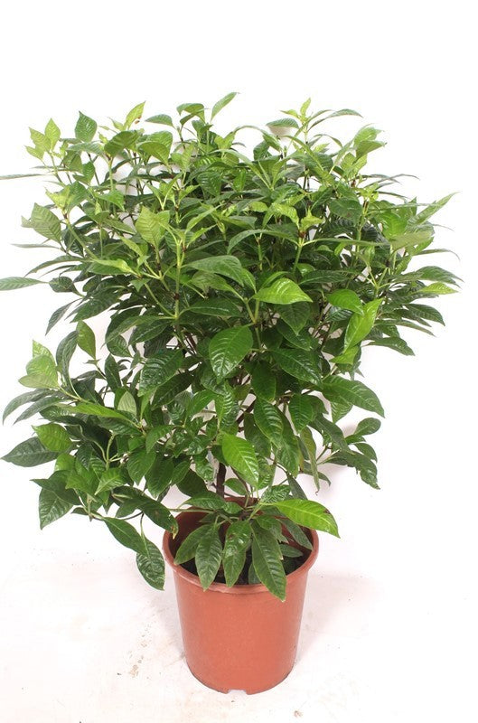 groene planten overig 90cm 27cm Pot