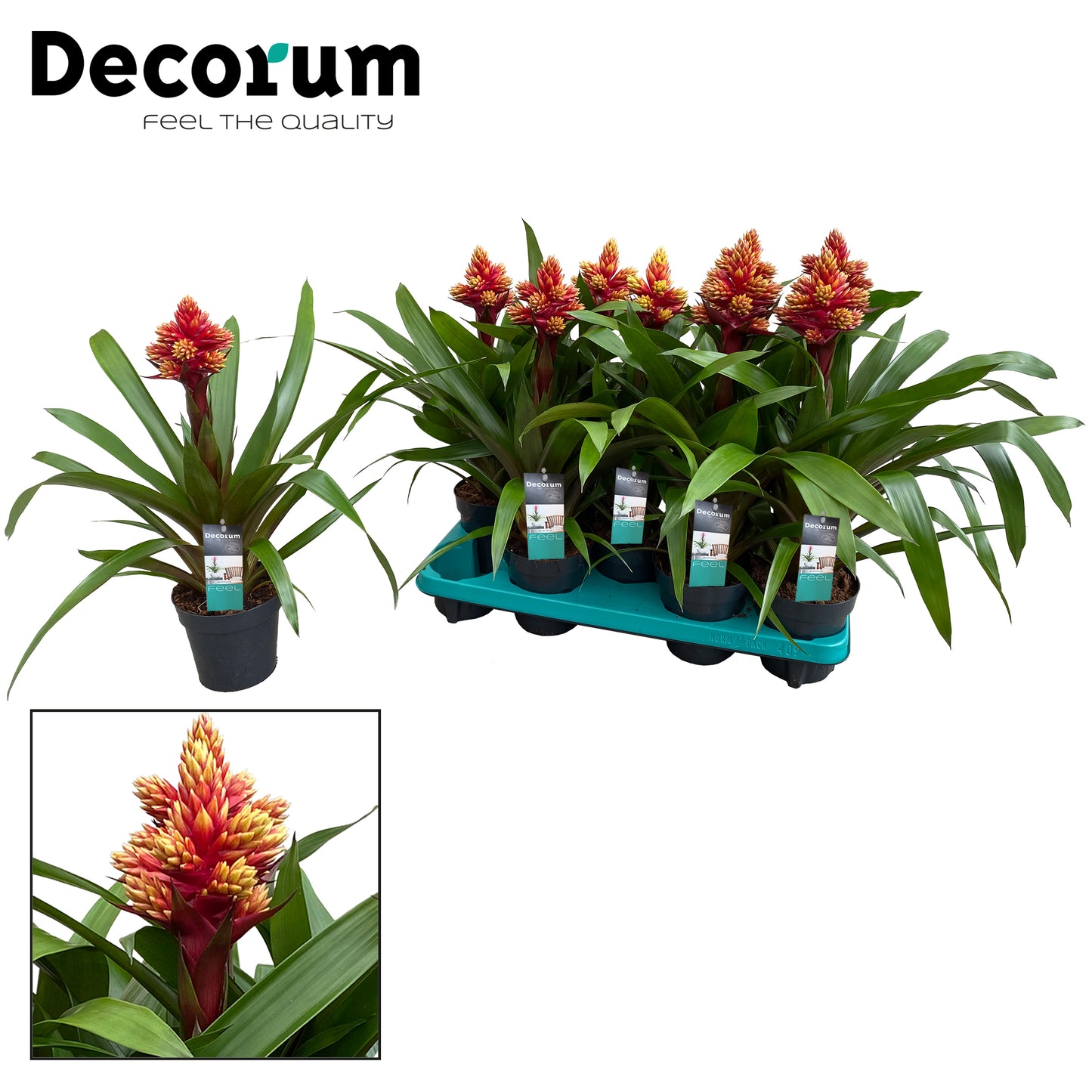 JungleStar BV Guzmania Brush Pack of 6