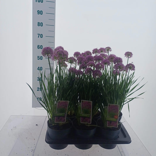 Allium Millennium 60cm 17cm Pot