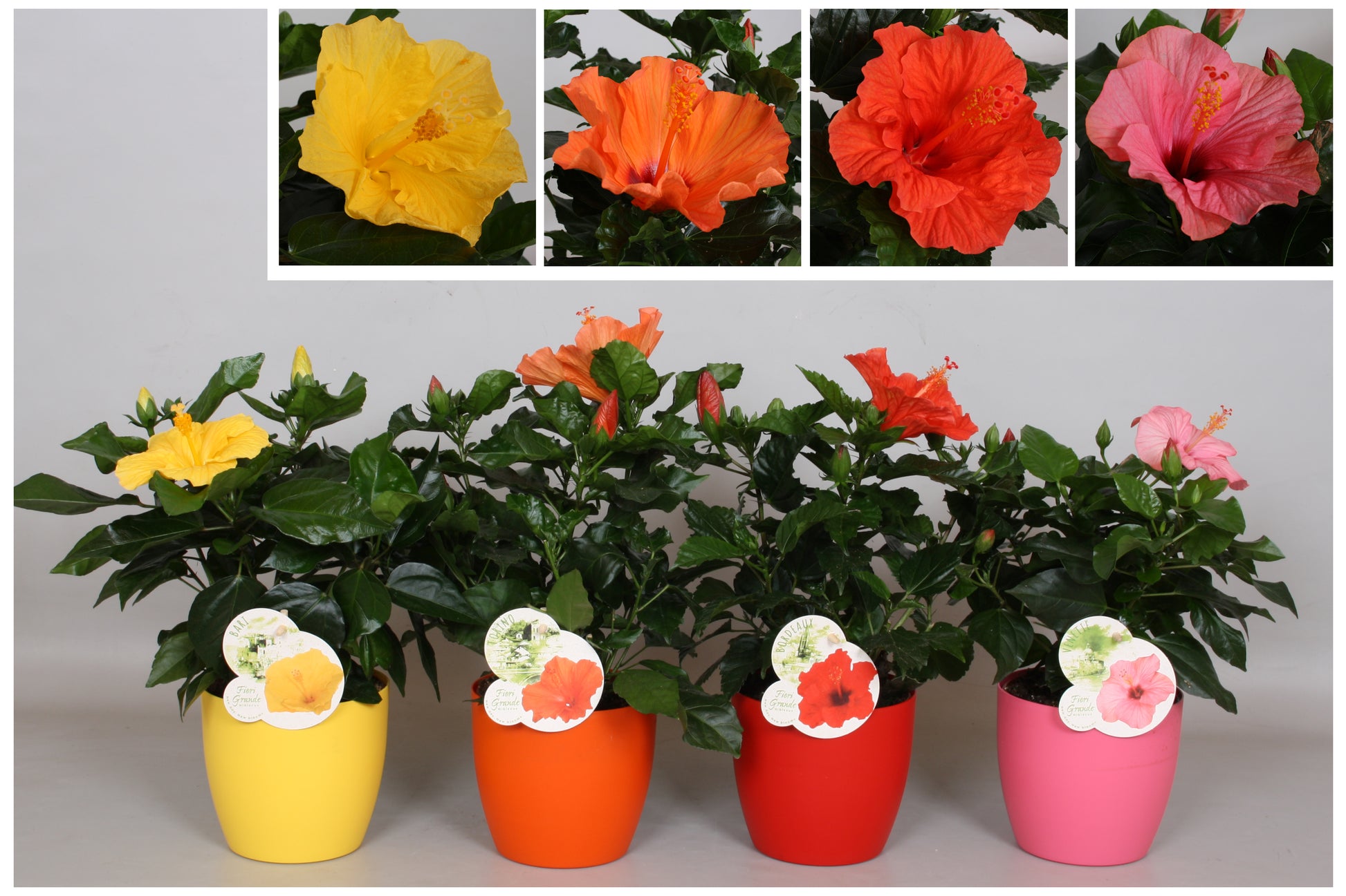 Peeters Potplanten BV Hibiscus rosa-sinesis mix Pack of 8