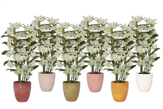 Dendrobium Apollon 50cm 12cm Pot