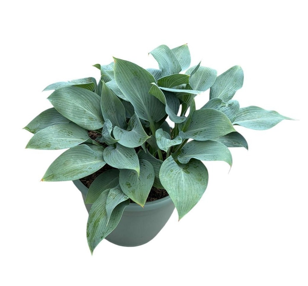 Hosta tardiana Halcyon 35cm 32cm Pot