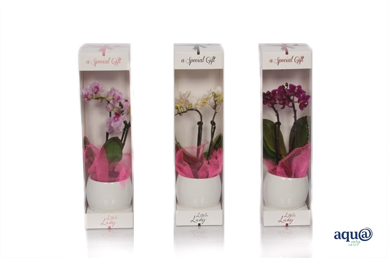 Phalaenopsis hybrid 17cm 6cm Pot