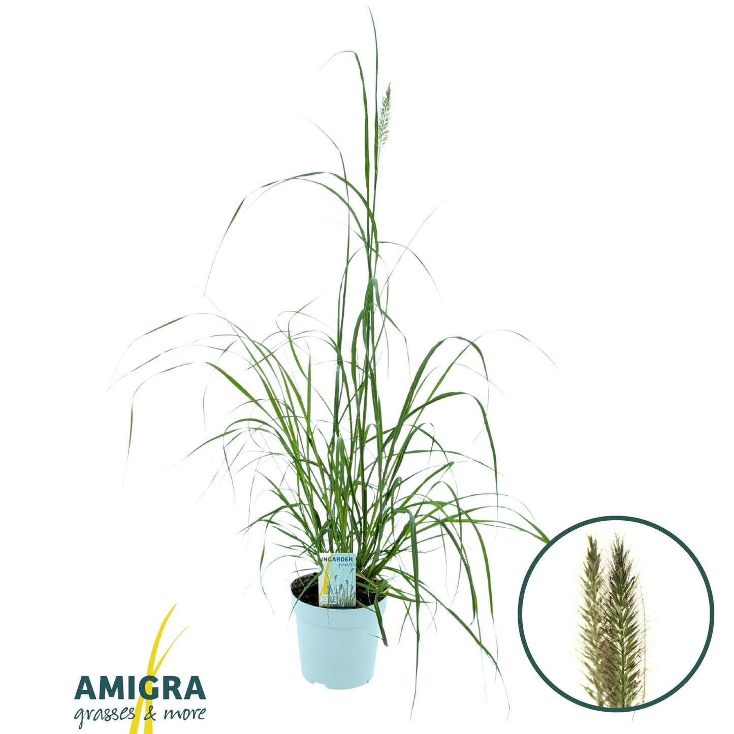 Pennisetum alopecuroides 100cm 17cm Pot