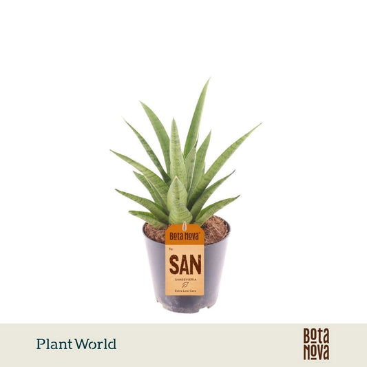 Sansevieria cylindrica 30cm 12cm Pot