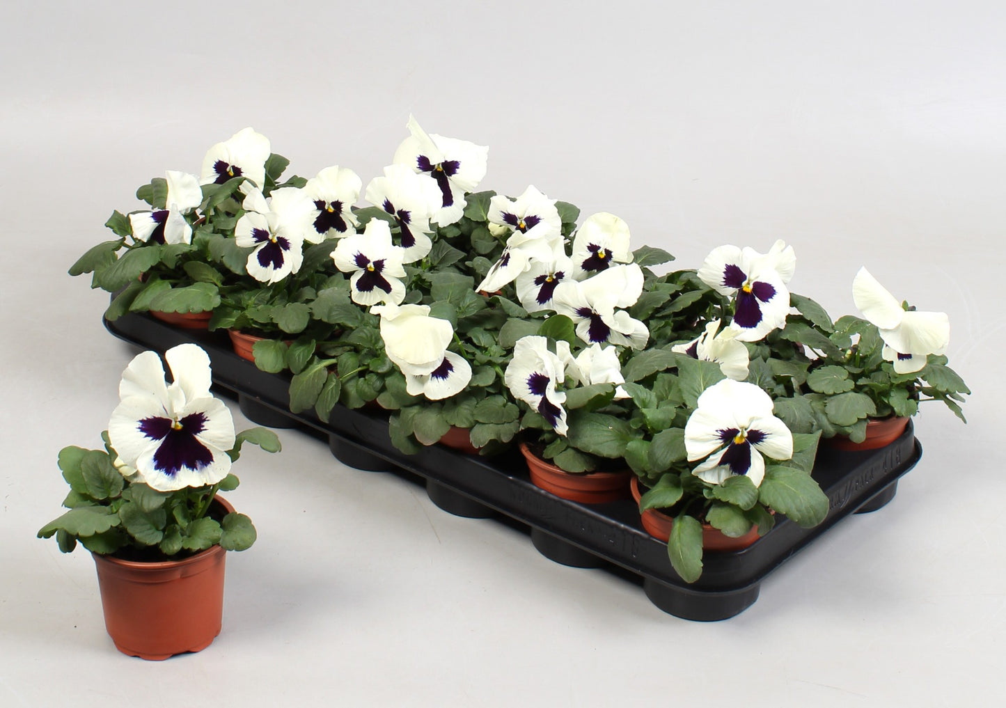 Batist BV, Kwekerij Viola Colossus White with Blotch Pack of 18
