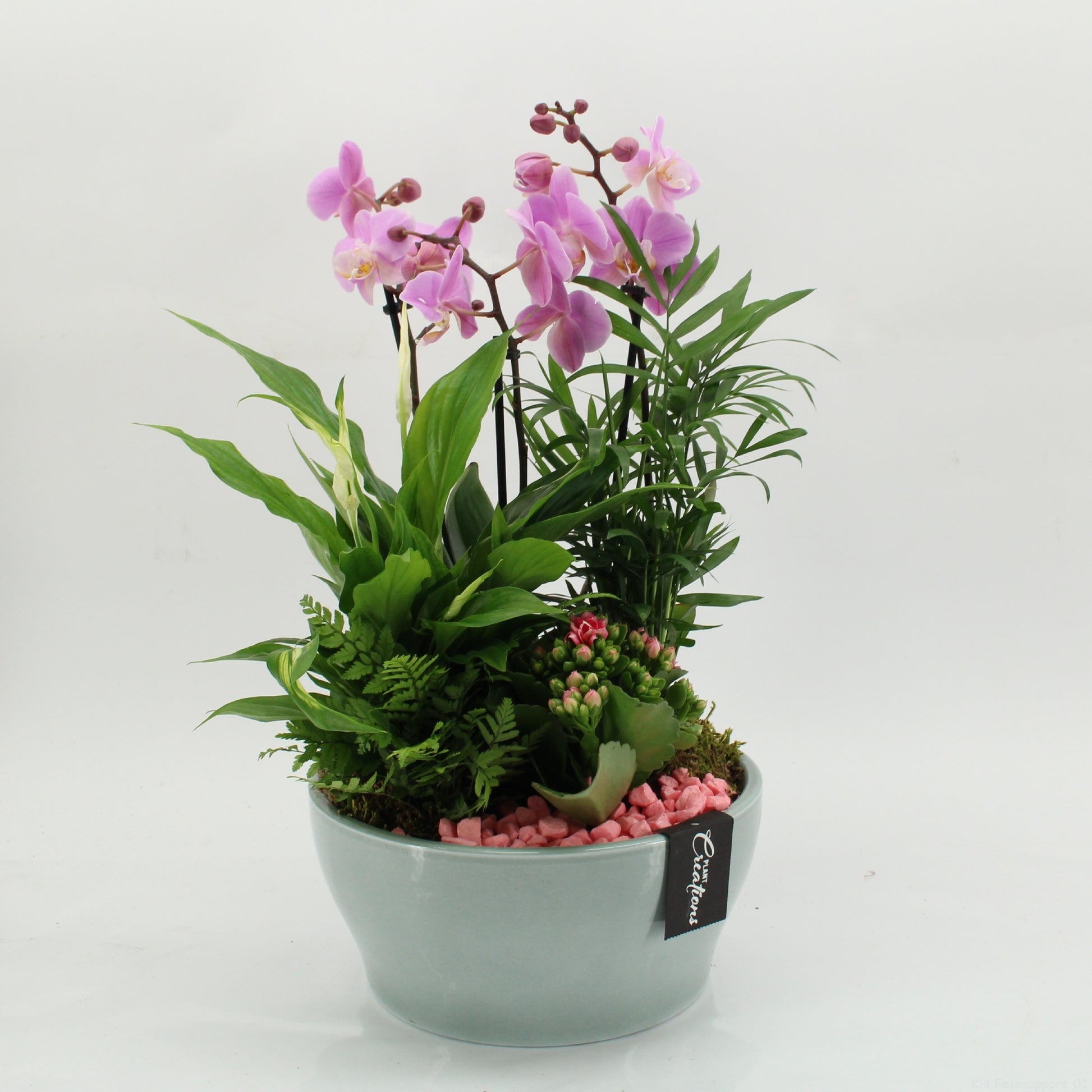 PHAL-2629RZ Phalaenopsis creatie 45cm 22cm Pot