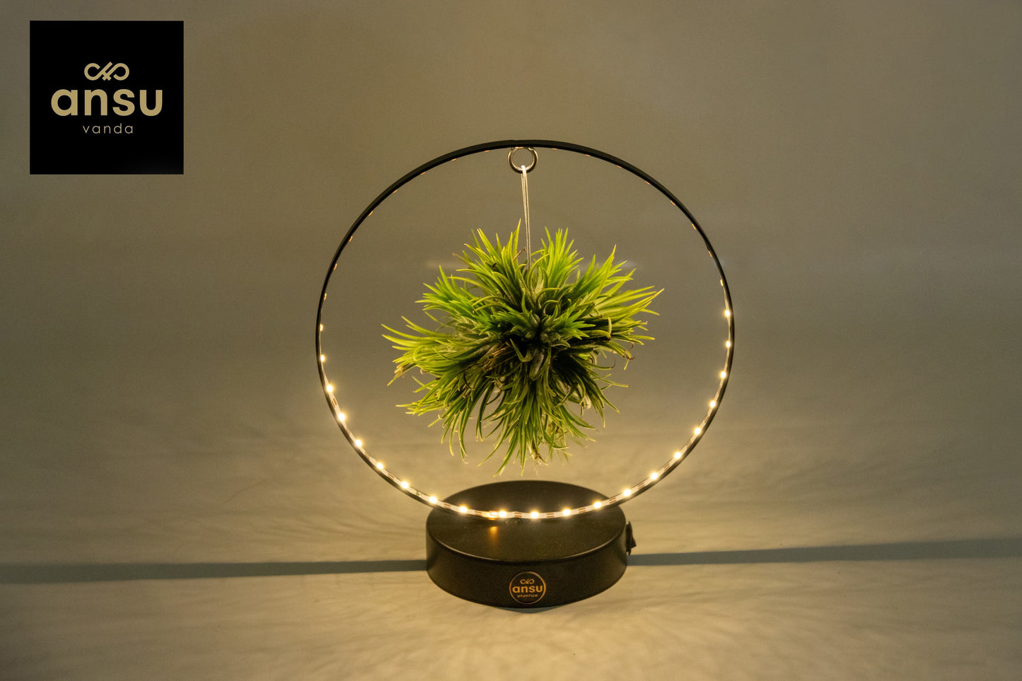 Tillandsia ionantha 23cm 11cm Pot