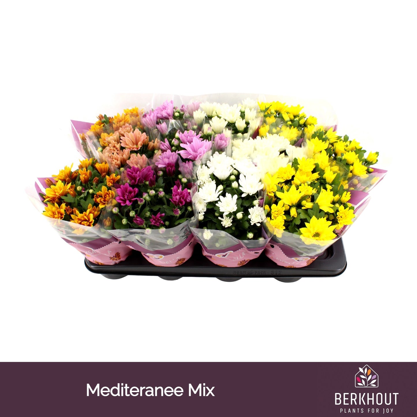Chrysanthemum mix 26cm 12cm Pot