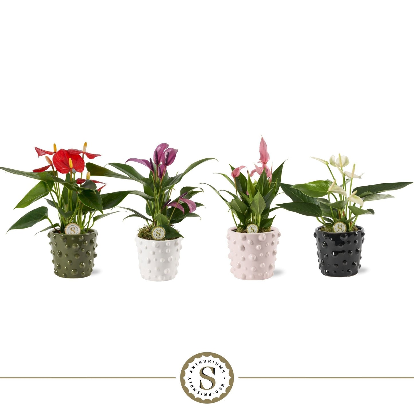 Anthurium mix 25cm 7cm Pot