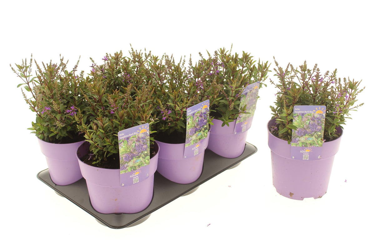 Perennial mix 15cm 15cm Pot