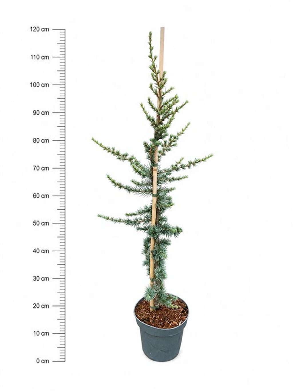 Cedrus libani Glauca 110cm 23cm Pot