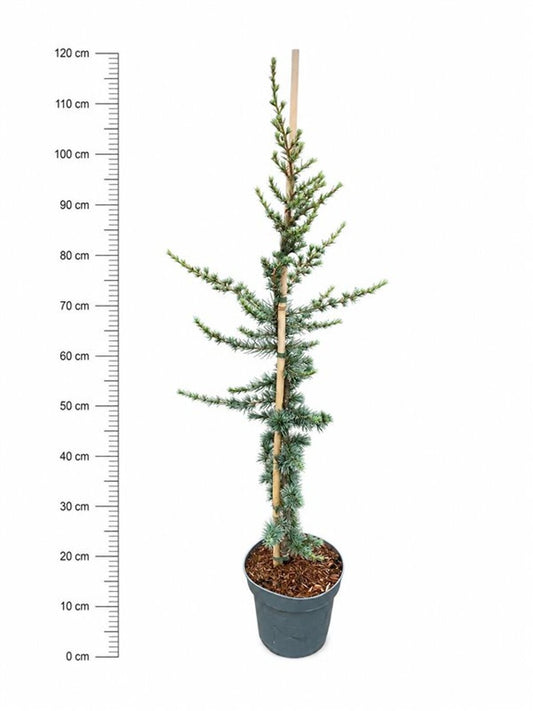 Cedrus libani Glauca 110cm 23cm Pot