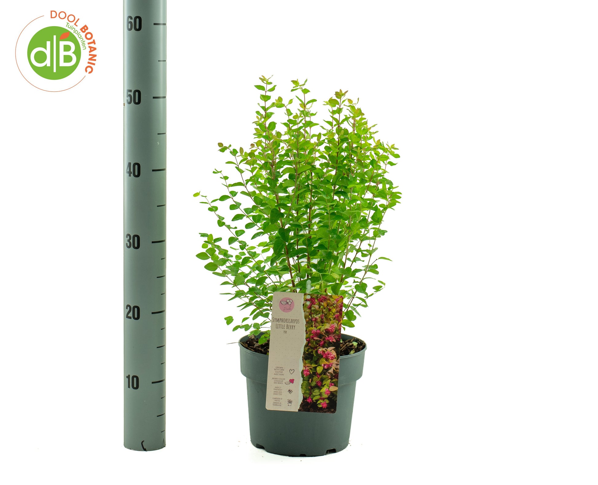 Symphoricarpos che. Little Berry 50cm 19cm Pot