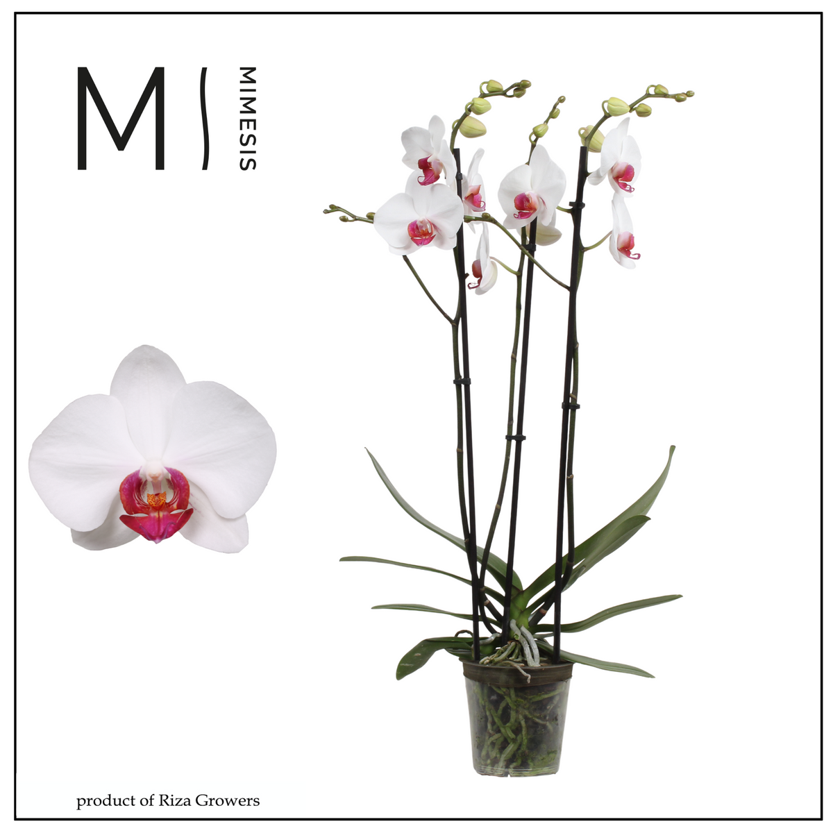 Phalaenopsis Red Eye 70cm 12cm Pot