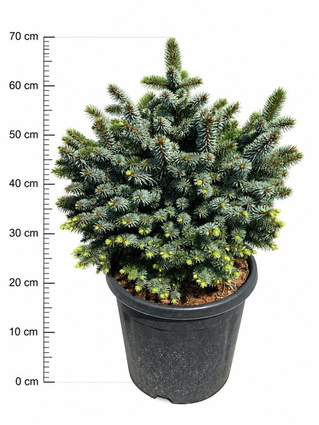 Picea sit. Tenas 70cm 32cm Pot