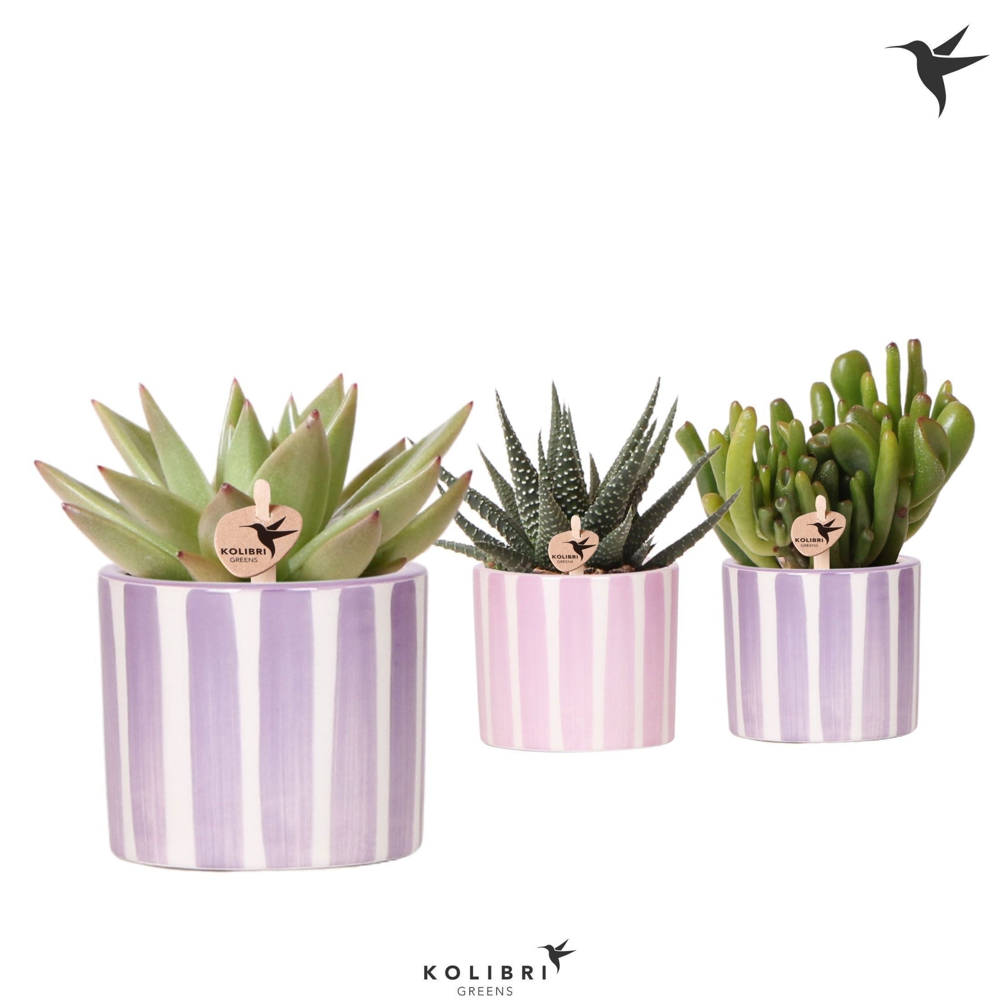 Succulent mix 12cm 6cm Pot
