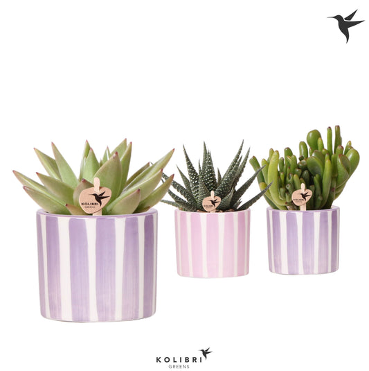Succulent mix 12cm 6cm Pot