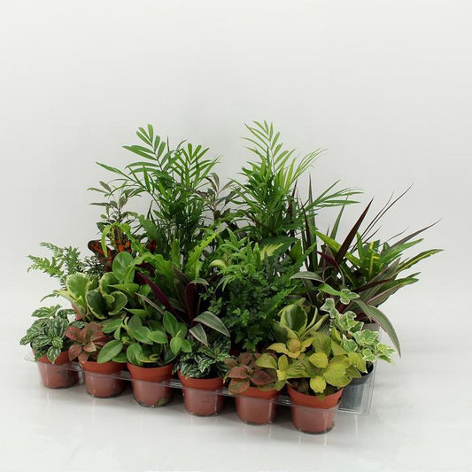Z-24 Mixplanten zonder showdoos 35cm 9cm Pot