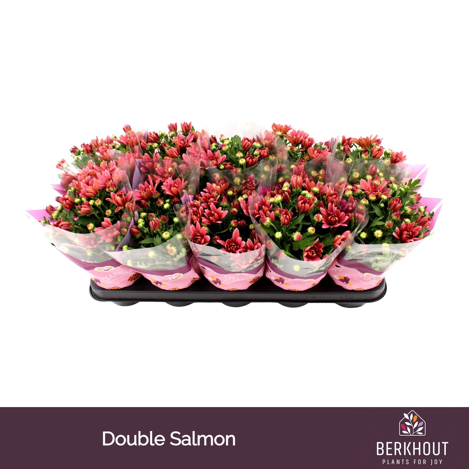 Berkhout Plants Chrysanthemum Dynamic Salmon Pack of 10