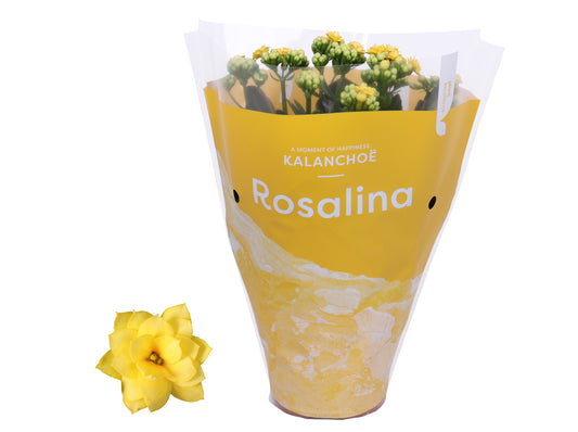 Kalanchoe Rosalina Don Amarillo 27cm 12cm Pot