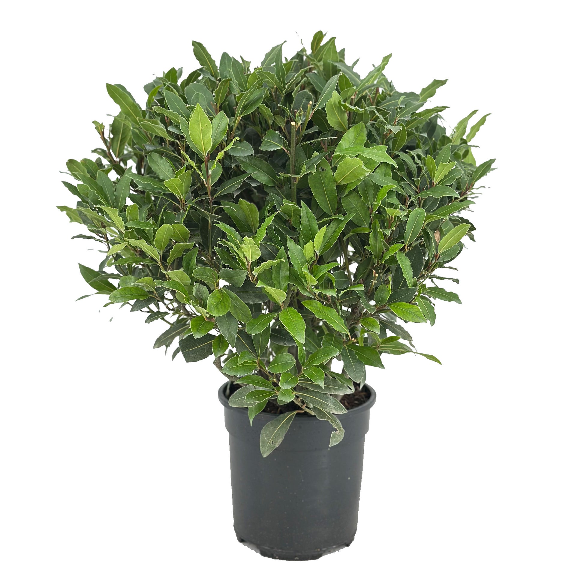 Laurus nobilis 55cm 20cm Pot
