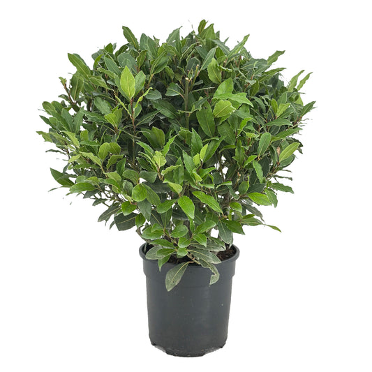 Laurus nobilis 55cm 20cm Pot